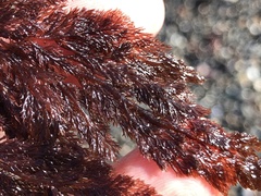 Microcladia coulteri