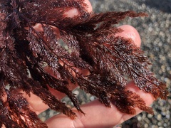 Microcladia coulteri