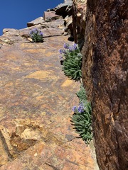 Polemonium chartaceum