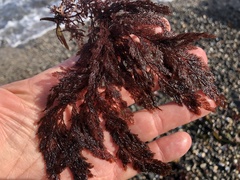 Microcladia coulteri