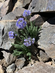 Polemonium chartaceum