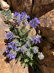 Polemonium chartaceum