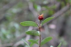 Myrceugenia obtusa
