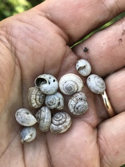 Praticolella griseola