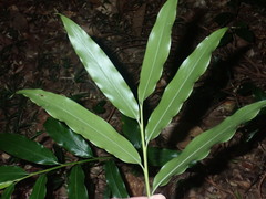 Alpinia arundelliana