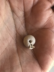 Daedalochila uvulifera