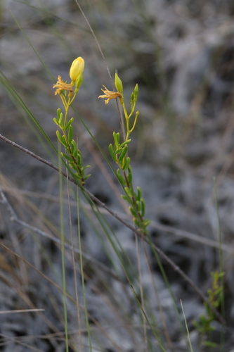 Angadenia berteroi image