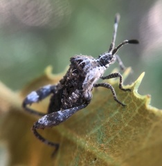 Merocoris