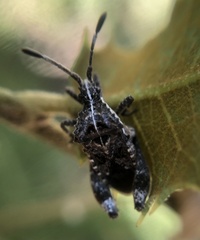 Merocoris
