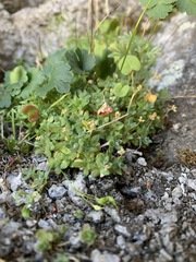 Draba sharsmithii