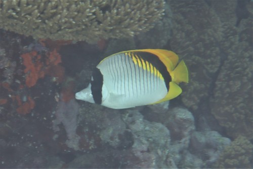 Butterflyfish (Chaetodon lineolatus) — Chaetodontidae — 5