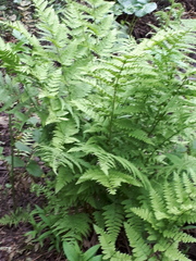 Dryopteris carthusiana