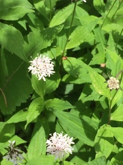 Marshallia trinervia