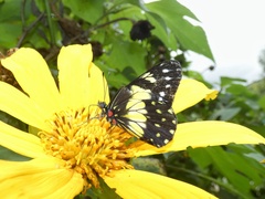 Catasticta sisamnus