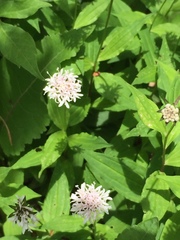 Marshallia trinervia