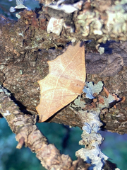 Tetracis cervinaria