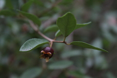 Myrceugenia obtusa