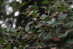 Myrceugenia obtusa