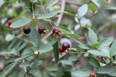 Myrceugenia obtusa