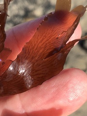 Cryptopleureae