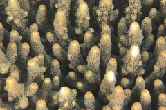 Acropora spathulata