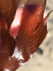 Cryptopleureae