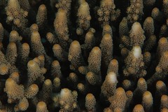 Acropora spathulata