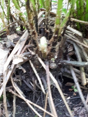 Dryopteris carthusiana