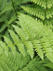 Dryopteris carthusiana