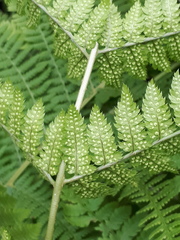 Dryopteris carthusiana