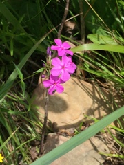 Phlox carolina