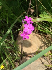 Phlox carolina