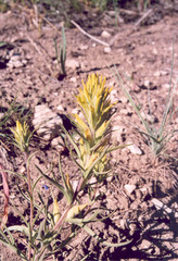 Castilleja flava