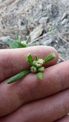 Eriogonum flavum
