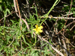 Cucurbitella asperata