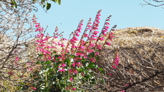 Penstemon clevelandii clevelandii