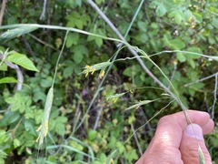 Bromus sitchensis sitchensis