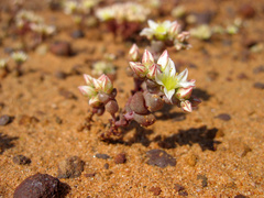 Dudleya brevifolia