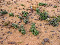 Dudleya brevifolia
