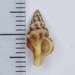 Fusinus pulchellus image