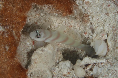 Steinitz' prawn-goby (Amblyeleotris steinitzi) — Gobiidae — 5