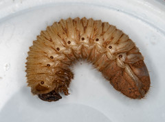 Dynastes tityus