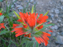 Castilleja hispida hispida