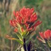 Acute Paintbrush - Photo (c) mhays, some rights reserved (CC BY-NC), uploaded by mhays