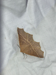 Tetracis cervinaria