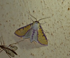 Polygrammodes sanguiguttalis
