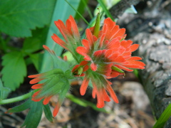 Castilleja hispida acuta