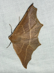 Tetracis cervinaria