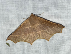 Tetracis cervinaria