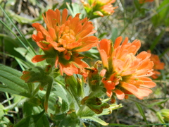 Castilleja hispida acuta